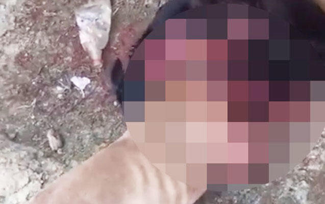 Azərbaycanda itləri döyüşdürüb bir-birinə yedirirlər - DİN məsələyə qarışdı