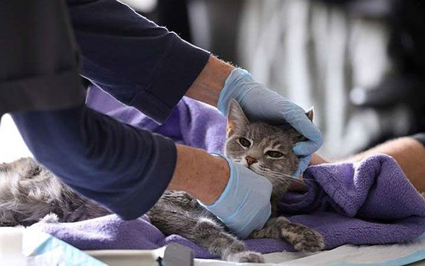 Moskvada bir pişikdə koronavirus aşkarlandı