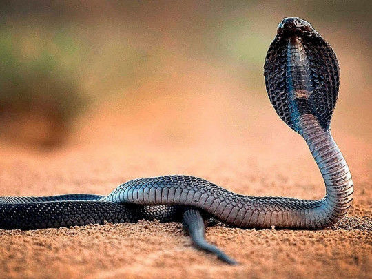 Муж убил жену, бросив на нее кобру – ФОТО