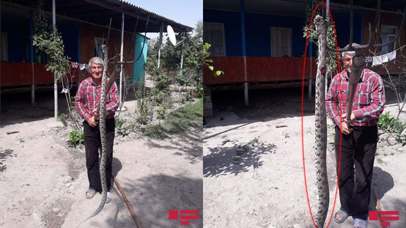 Ucarda nəhəng gürzə ilanı öldürüldü