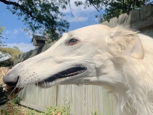 Qeyri-adi burunlu it internet ulduzuna çevrildi - FOTO