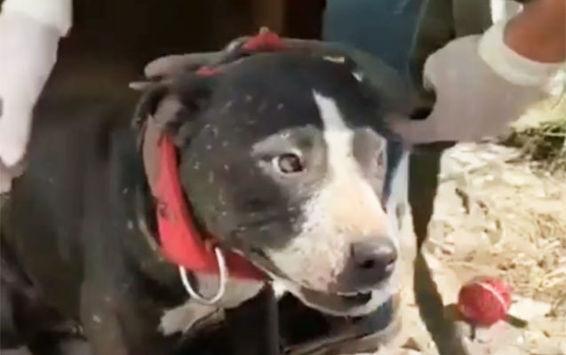 Döyüş “pitbull”ları burada saxlanılırmış - Video