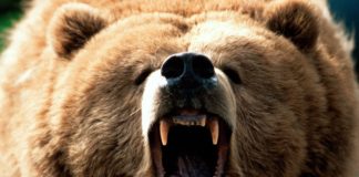 Şəkidə şəhərin mərkəzində gəzən nəhəng ayı zərərsizləşdirildi – VİDEO