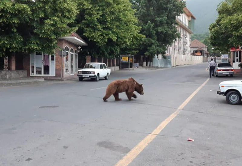 По центру Шеки разгуливает бурый медведь - ВИДЕО