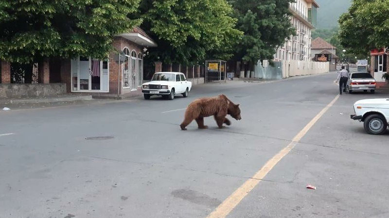 Şəhəri qarışdıran ayı hansı məmur villasından qaçıb? (İDDİA)