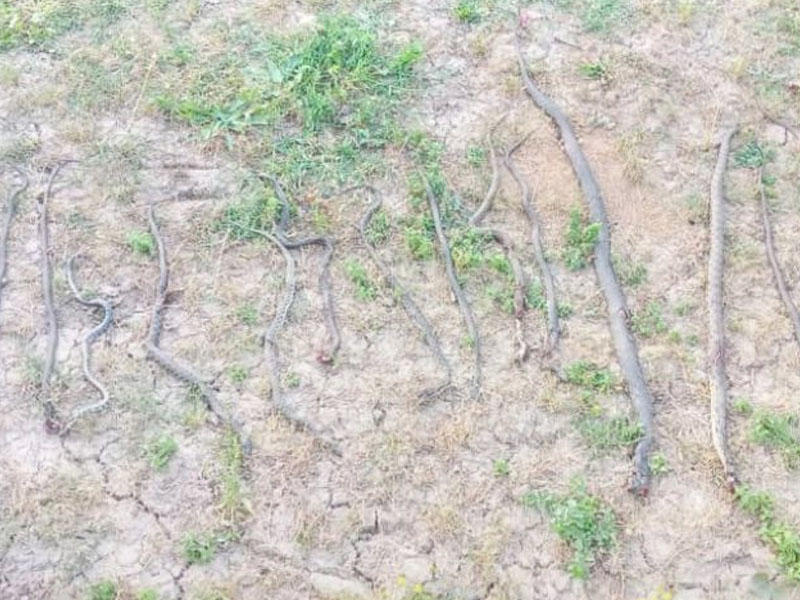 Azərbaycanda kəndə ilanlar hücum etdi - İnanılmaz görüntülər