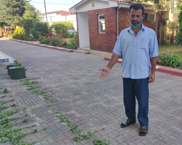 Astarada çətənə yetişdirən şəxs tutuldu