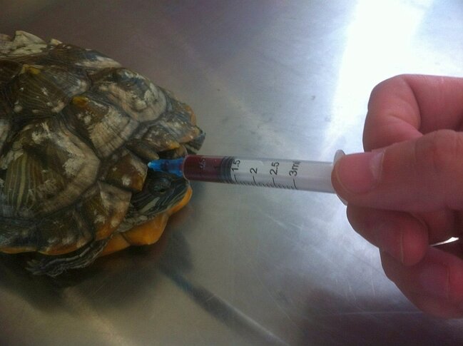 Koronavirusdan qorumaq üçün körpəyə TISBAĞA QANI içirtdilər - ÖLDÜ