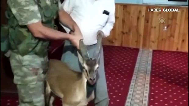 Dağ keçisinin məsciddən çıxarılması üçün jandarmaya müraciət etdilər - VİDEO