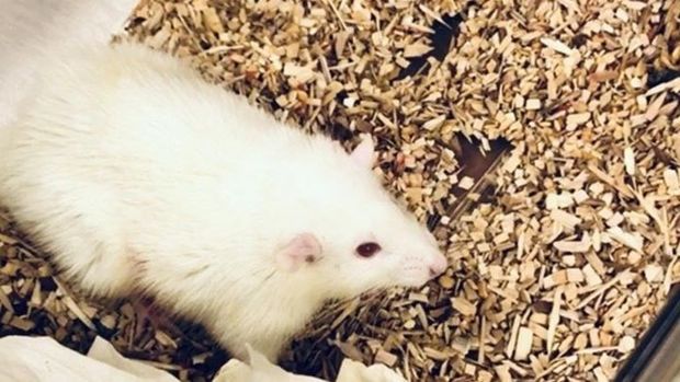 В организме крыс прижилась и заработала мини-печень из человеческих клеток