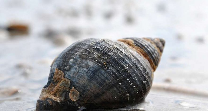 Ученые нашли заменитель инсулина