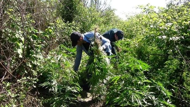 İmişlidə çətənə bitkisi yetişdirən şəxs tutuldu - FOTO