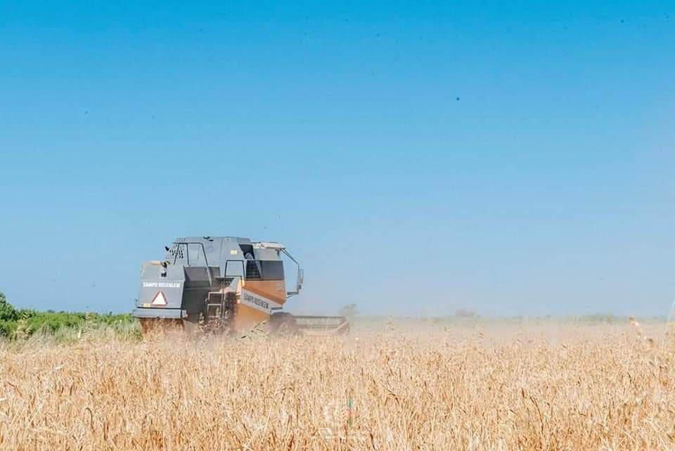 SALYANDA ARPA BİÇİNİ YAXIN ZAMANLARDA YEKUNLAŞACAQ