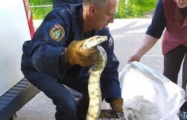 Məktəbin yaxınlığında iki metr uzunluğunda piton ələ keçdi – FOTO/VİDEO