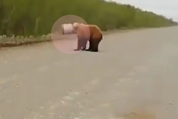 Ayının qeyri-adi görünüşü hər kəsi qorxutdu - VİDEO