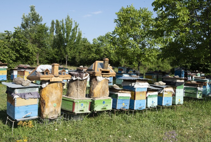 Arıçılara 5 milyon manatdan artıq subsidiyanın verilməsi nəzərdə tutulub