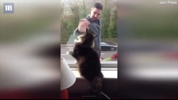 İşdən qayıdan sahibini salamlayan pişik izləyicilərin sevimlisinə çevrildi - VİDEO