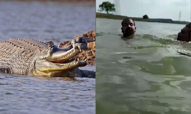 Dostunu timsahın ağzından xilas etdi – ANBAAN VİDEO