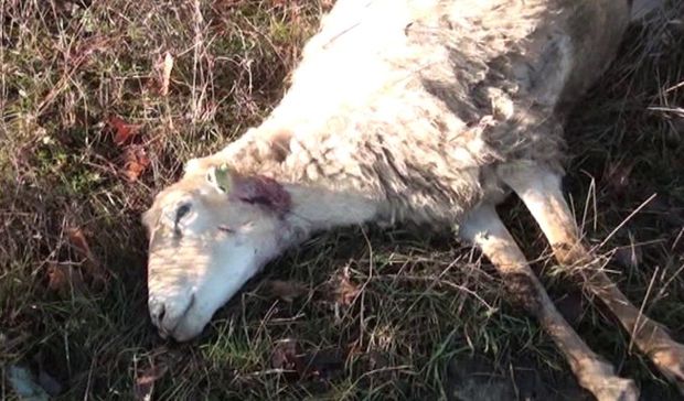 Qusarda canavarlar təsərrüfata hücum edərək 12 qoyunu parçaladı