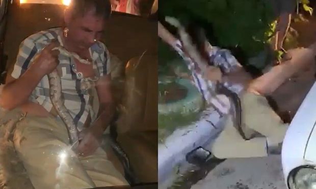 Sərxoş sürücü polisləri ilanla hədələdi - VİDEO