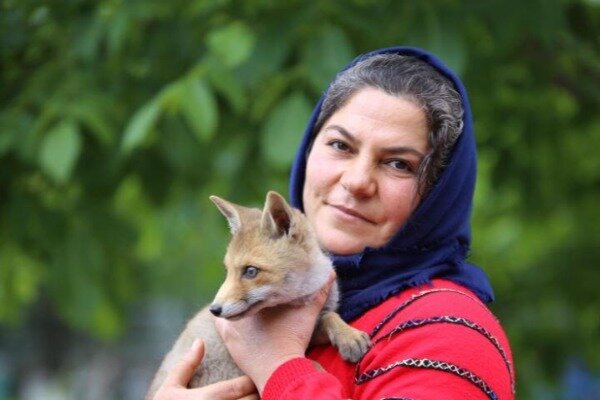İnanılmaz hadisə: Yaralı tülkünü xilas etdilər - 3 ay sonra isə... - VİDEO