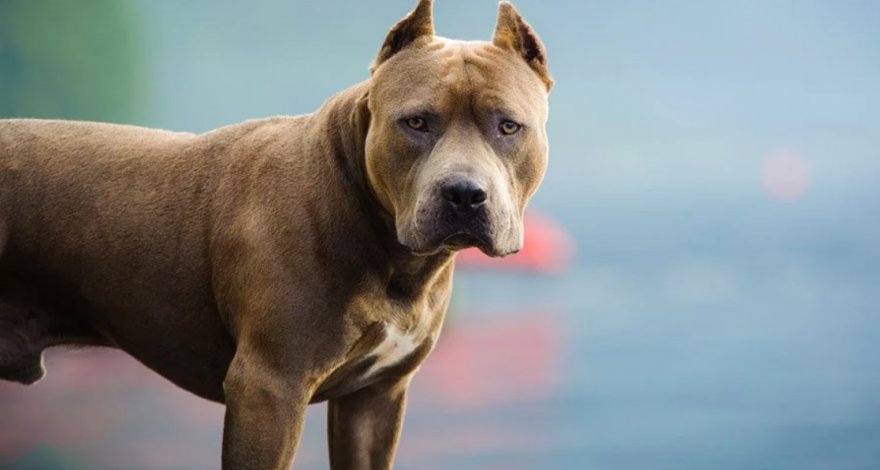 Женщину во время прогулки растерзала ее собственная собака