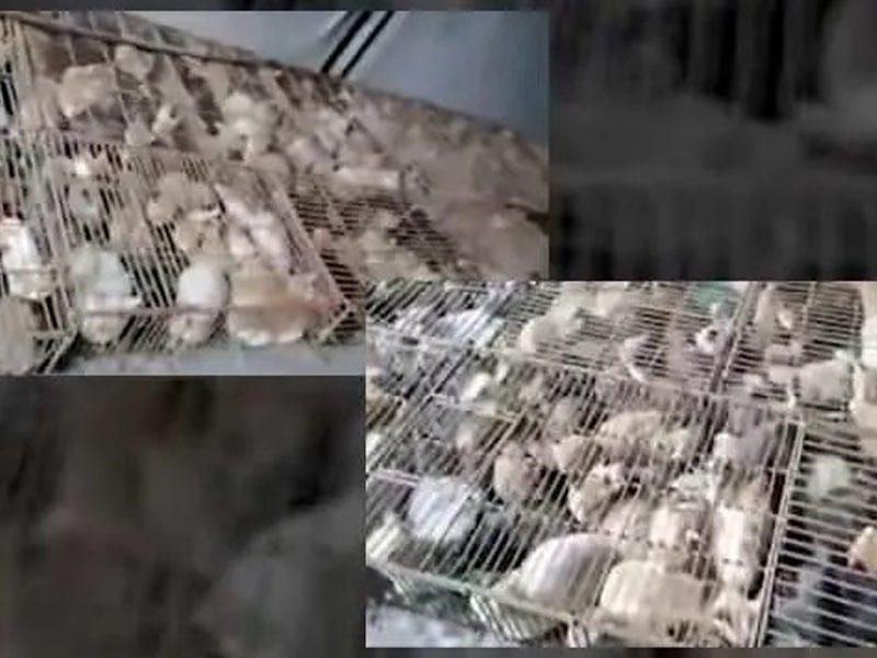 700 pişiyi restorana satarkən saxlanıldılar