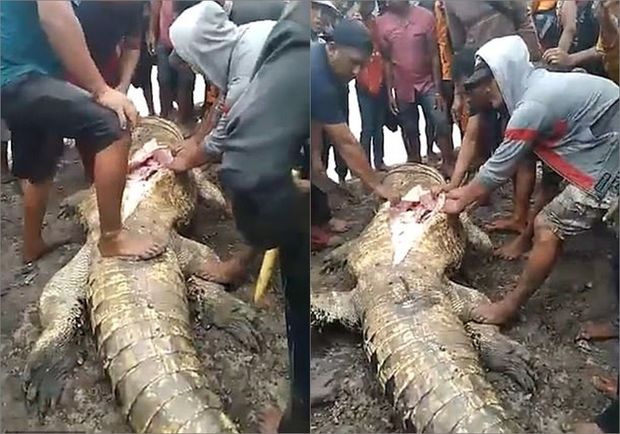 Timsahın qarnından bir gün əvvəl udduğu qadının qalıqları çıxarıldı - VİDEO