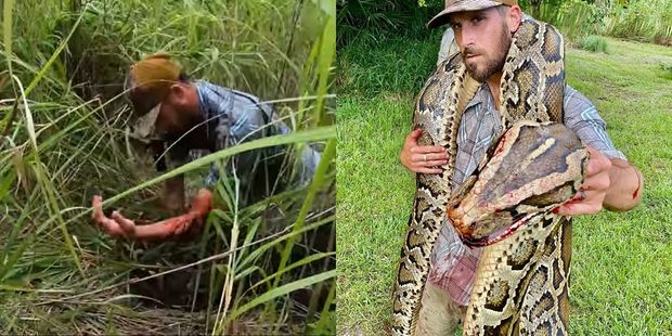 İlan ovçusu ilə pitonun qanlı qarşıdurması – ANBAAN VİDEO
