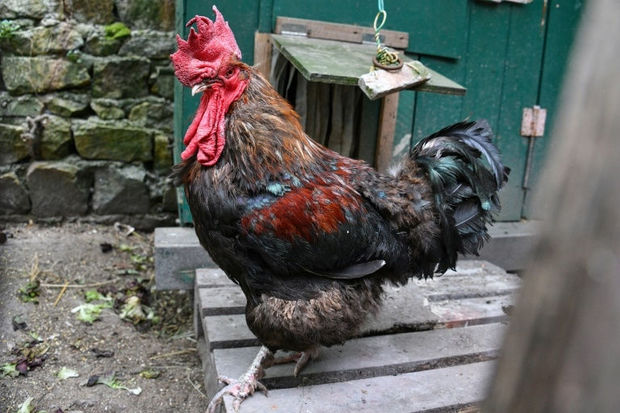 Məhkəmə qərarı ilə banlamasına icazə verilən xoruz 