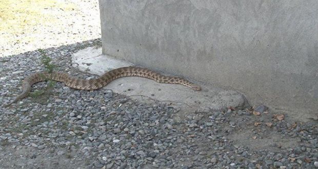 Главный токсиколог Азербайджана рассказал, что делать при укусе гюрзы