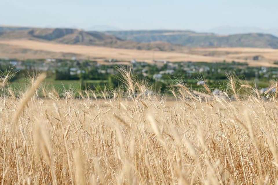 Taxıl zəmilərinin 35,9 faizində biçin başa çatıb