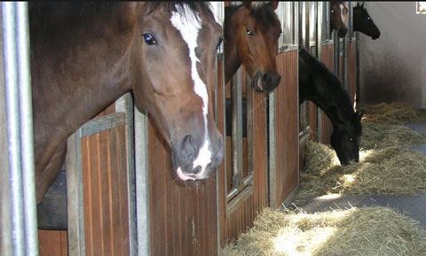 Azərbaycanda minlərlə diri atı ətlik kimi xaricə satıblar — SAYI + QİYMƏTİ