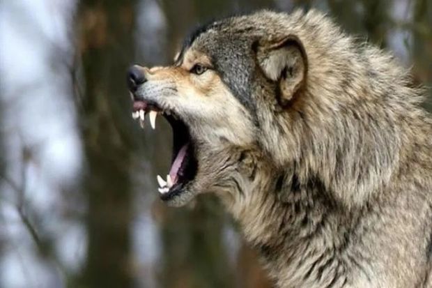 Canavar 23 yaşlı gəncə hücum etdi