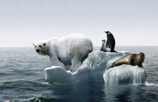 Арктика начала теплеть на 80 лет быстрее