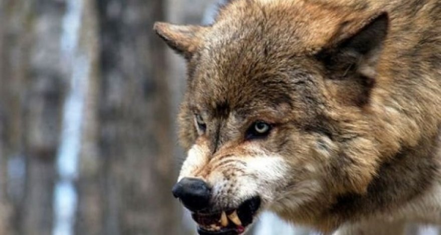 В Товузе волк покусал 23-летнего мужчину