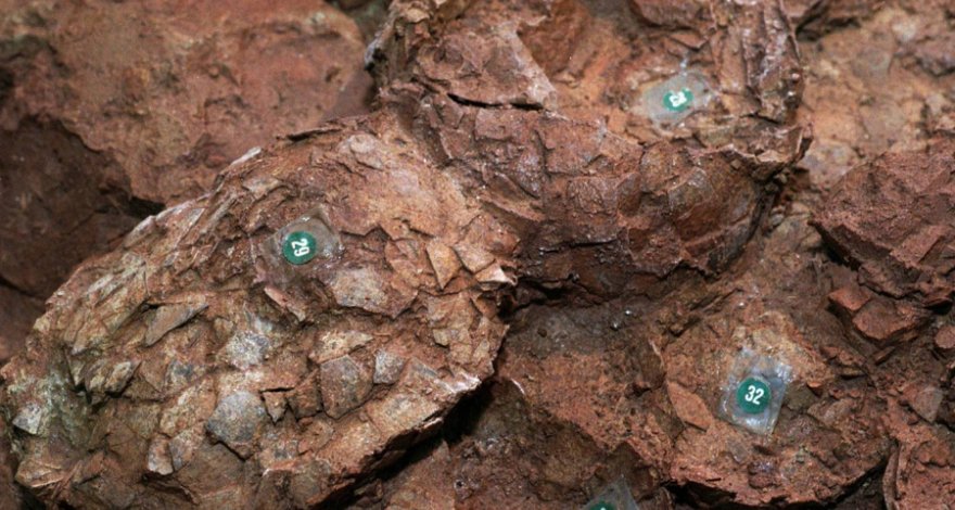 В Японии археологи нашли самое маленькое яйцо редкого динозавра