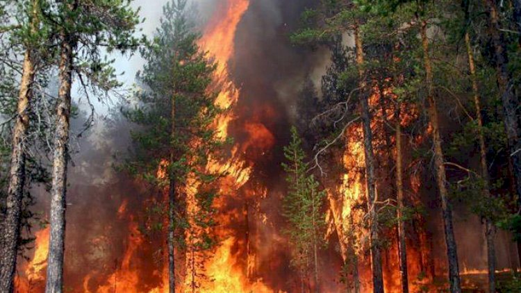 Alov Rusiyanı cənginə alıb – Ötən gün 1461 hektar meşə yanıb