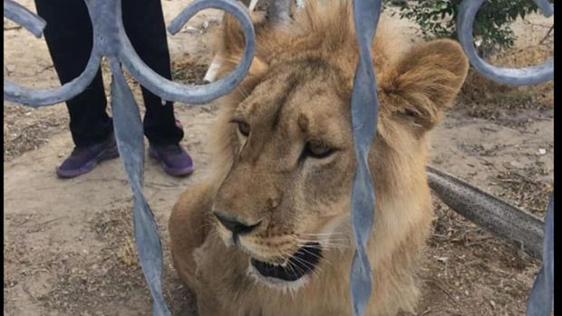 Kəndin ortasında gəzişən şir sakinləri təşvişə saldı - FOTO