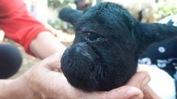 Yeni doğulan təpəgöz quzunu Dəccalla müqayisə etdilər