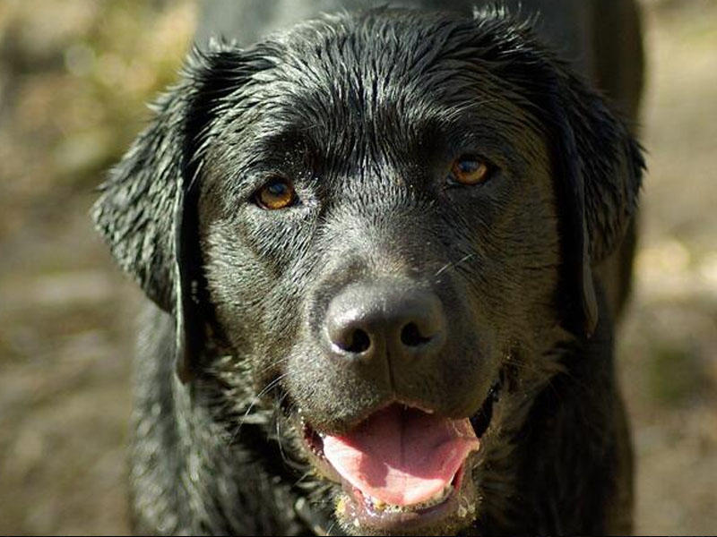 9 il uşaq həsrətində olan ailənin əkizlərini it parçaladı