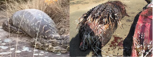 Oxlu kirpi ilanı içindən PARÇALADI - FOTO