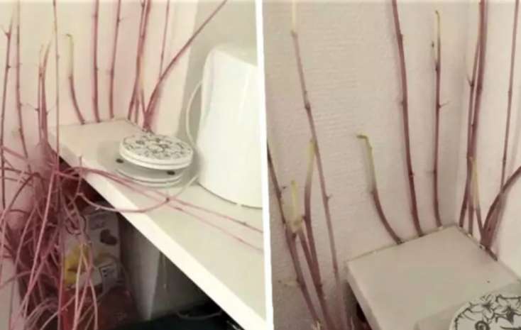 Karantinə görə aylar sonra evinə qayıdan qadın ŞOK OLDU - FOTOLAR