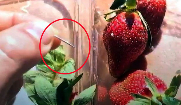 Meyvələrin içindən çıxan iynələr qorxu yaratdı - FOTO/VİDEO
