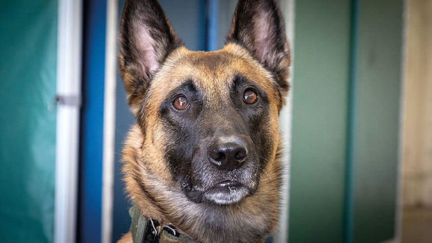 Almaniya ordusunda koronavirusu müəyyən edəcək itlər hazırlanır