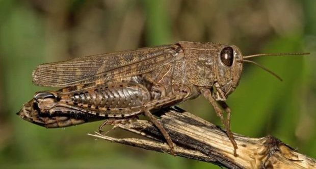 Азербайджан атаковала саранча - ВИДЕО