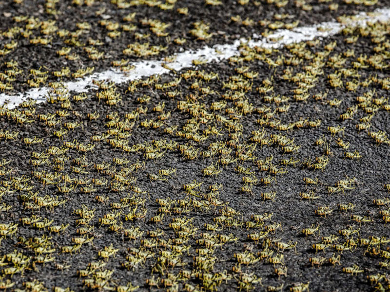 Azərbaycana çəyirtkə sürüsü hücum etdi - VİDEO