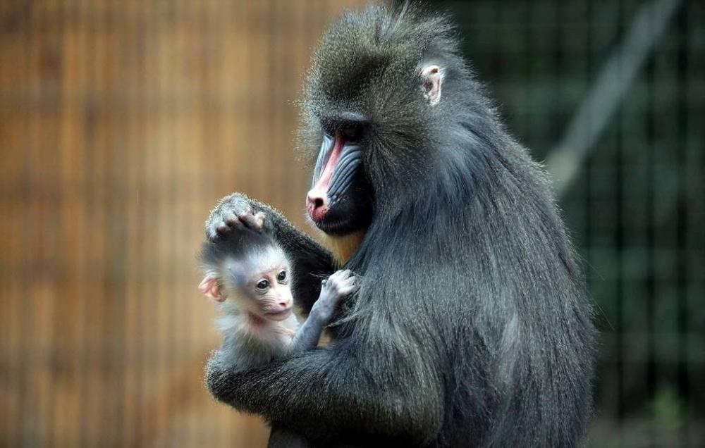 Məməlilərdə təkamül prosesi onların südünün tərkibinə görə araşdırılıb