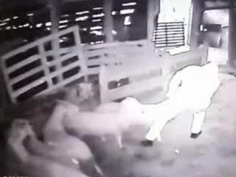 Qurbanlıq qoyunları sürüyə-sürüyə oğurladılar - ANBAAN VİDEO