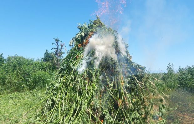 Zaqatalada iki tondan artıq narkotik vasitə məhv edildi